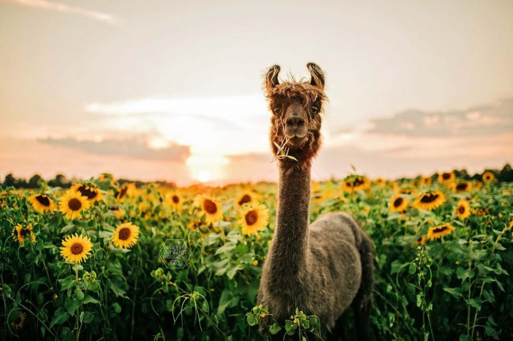 A llama surrounded by sunflowers at Memphis Gardens.