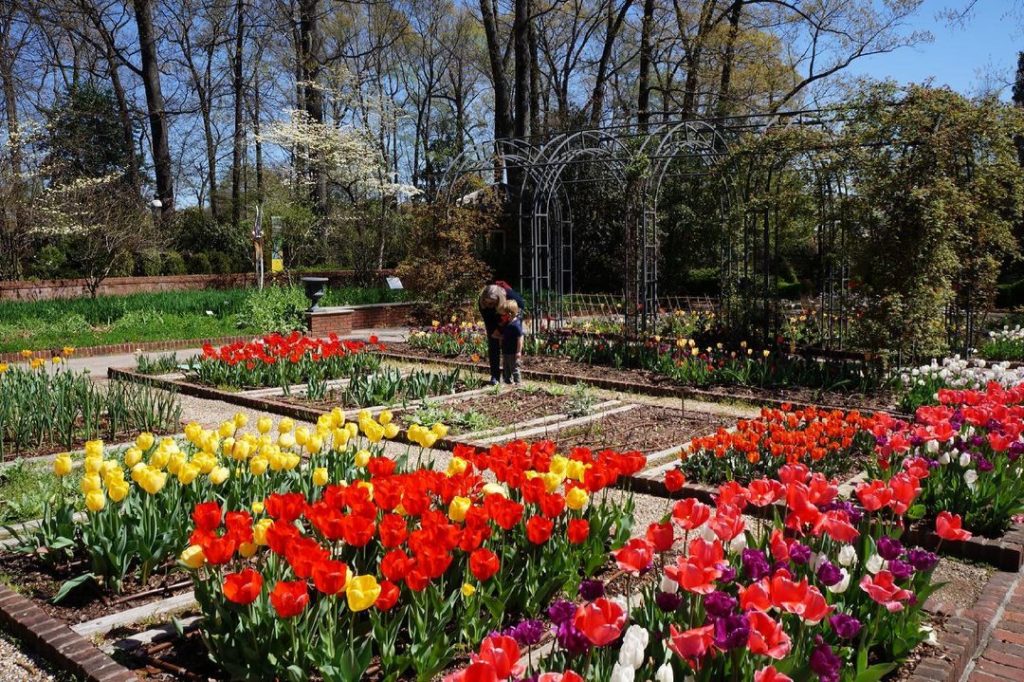 A garden in Memphis with colorful tulips.