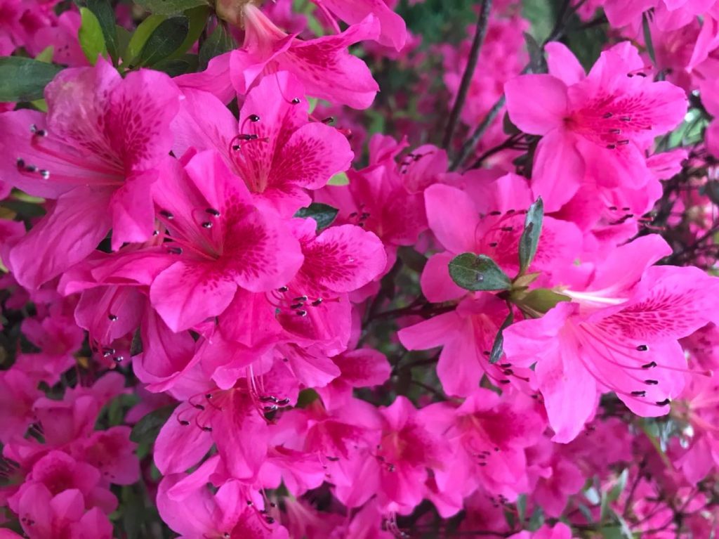 A close up of pink flowers at Memphis Gardens.