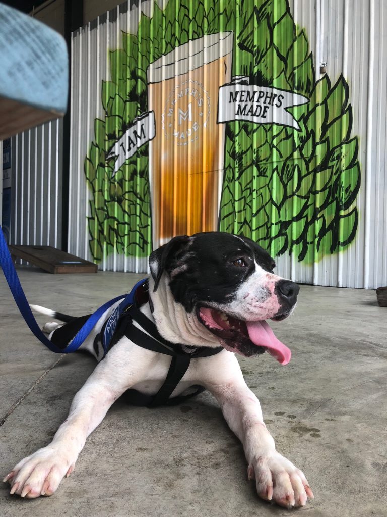 A black and white dog with a leash in front of a brewery, Memphis Animal Foster.