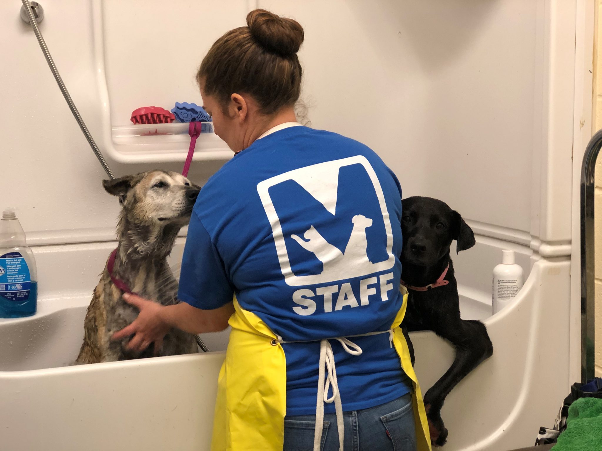 Two dogs are being bathed by a woman in a blue apron during pet care.