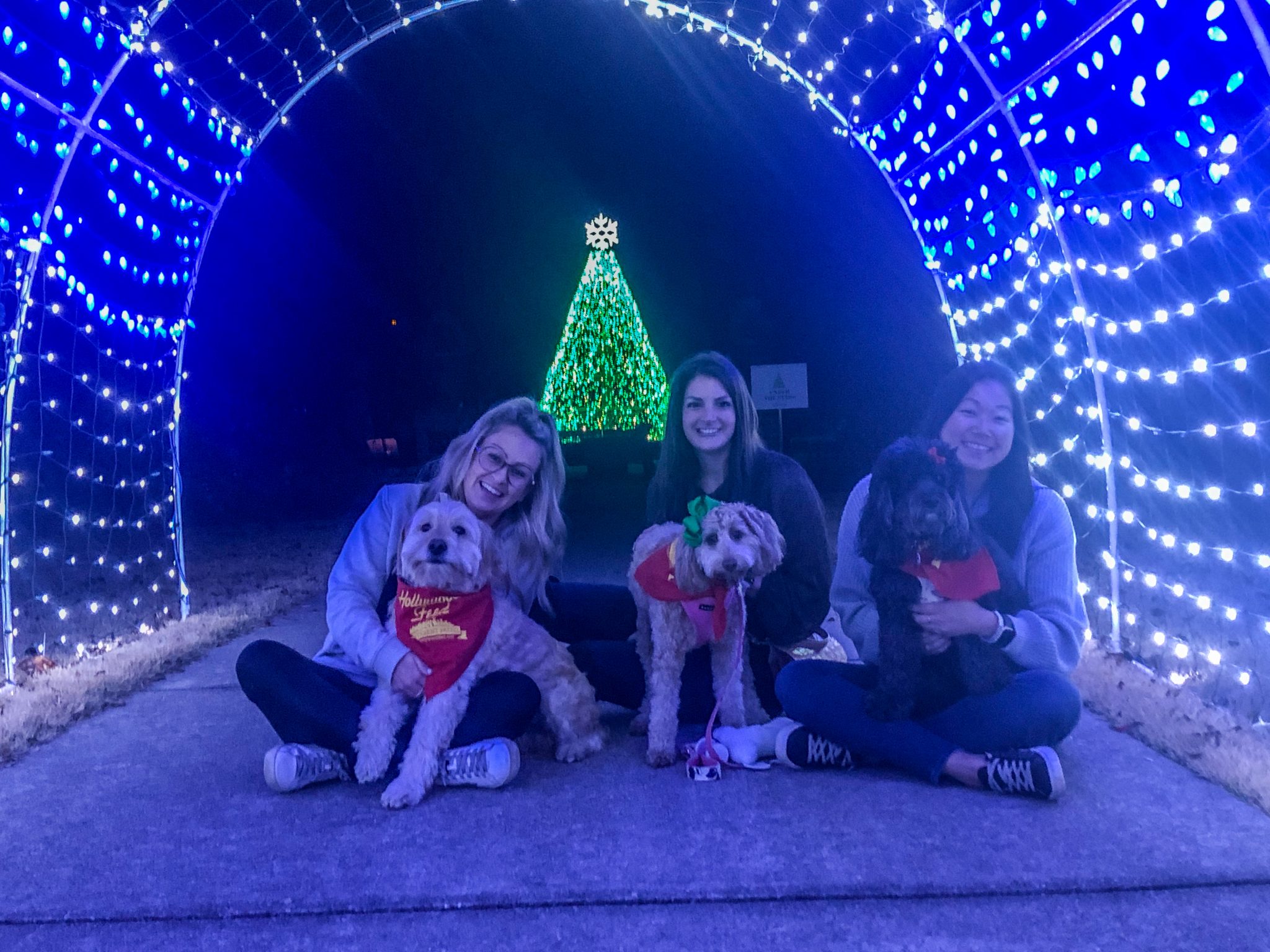 Three women pose with their dogs in front of a Christmas tree, celebrating the Paw-lidays.
