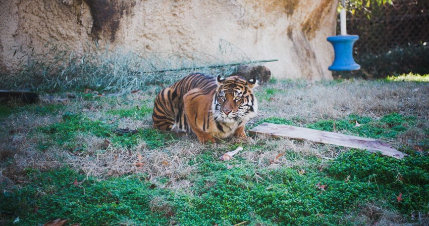 Memphis Zoo announces poll to name Sumatran tiger cubs