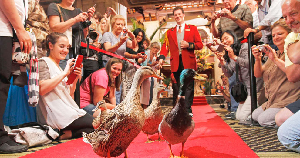 A crowd of people watching ducks on a red carpet.