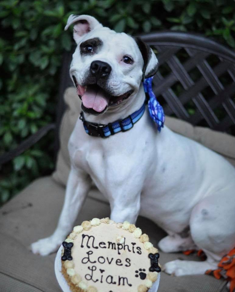 A dog with a cake in front of him.