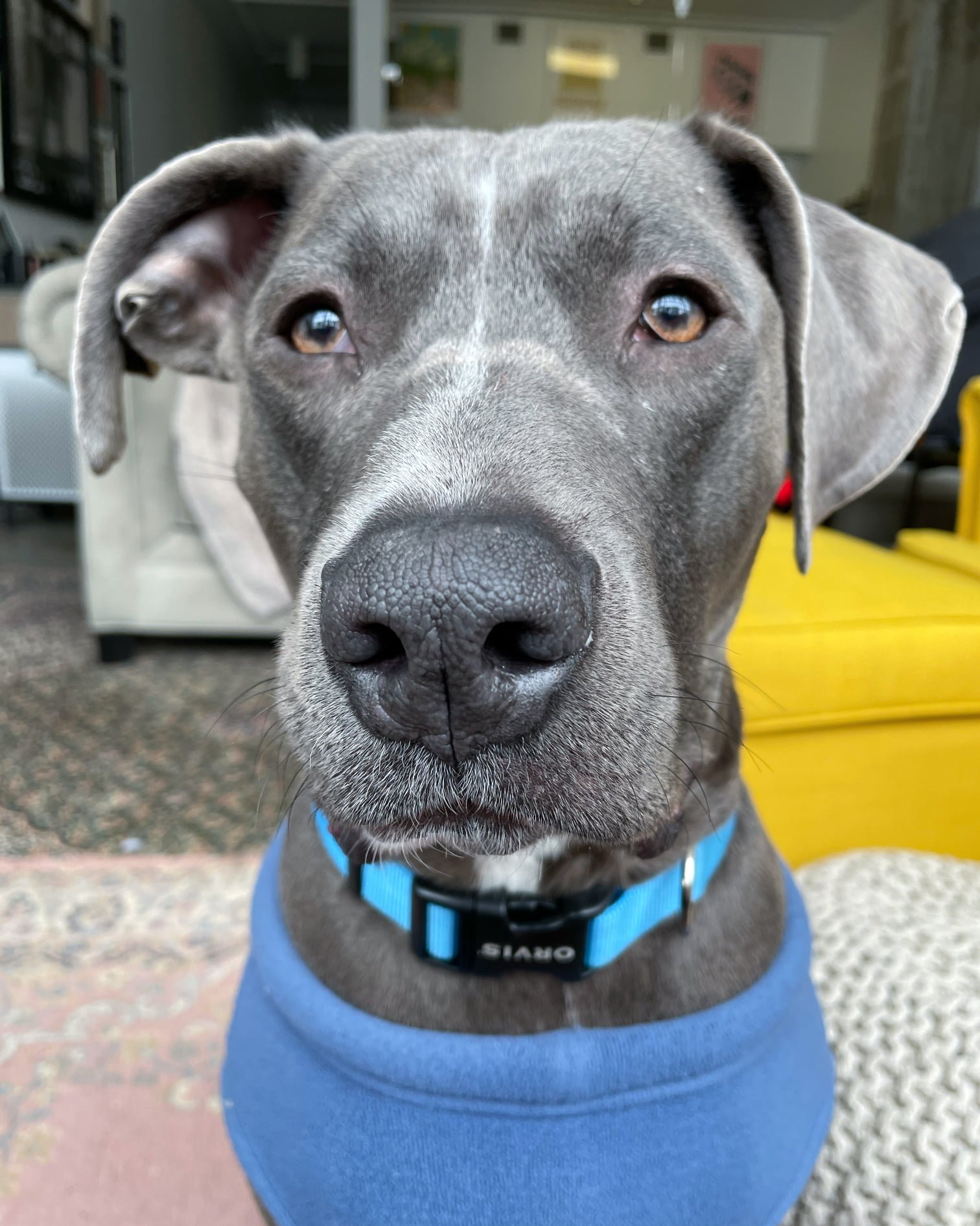 A grey dog wearing a blue sweater on a couch - Dogs, Streetdog Foundation.