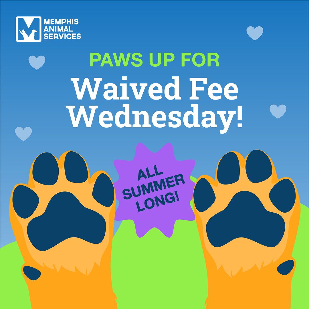 Flyer for Waived Fee Wednesdays at Memphis Animal Services offering free pet adoptions all summer long