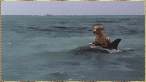 GIF of dog riding dolphin in the ocean