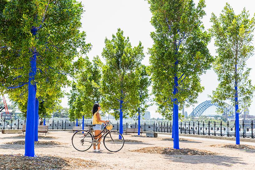 A volunteer with a bicycle standing next to a row of blue trees in Memphis.