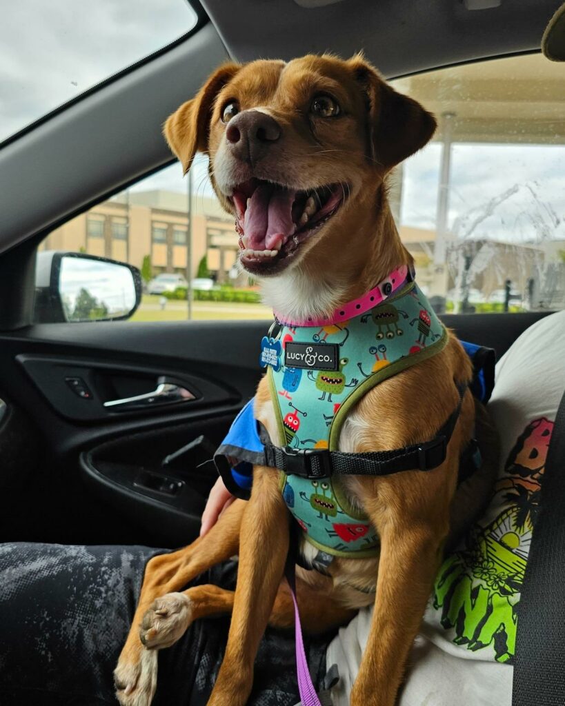 A volunteer's dog wearing a harness in the back seat of a car in Memphis.