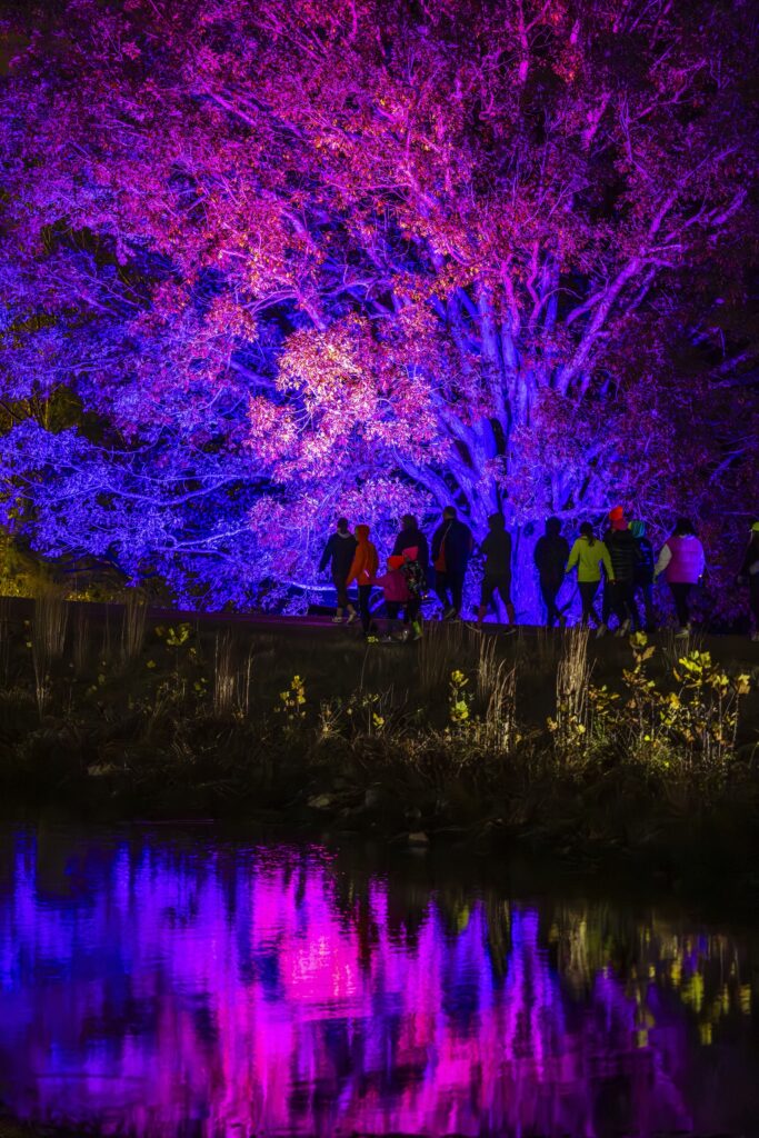 A group of people walk through a forest lit up with purple lights at Starry Nights Memphis.