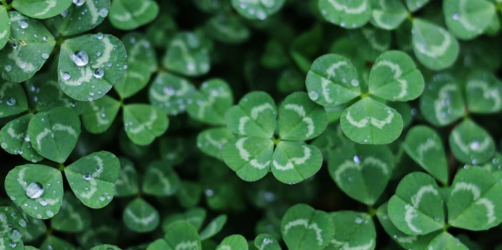 A close up of shamrock leaves with water droplets, perfect for St. Patrick's Day celebrations and creating a festive atmosphere.